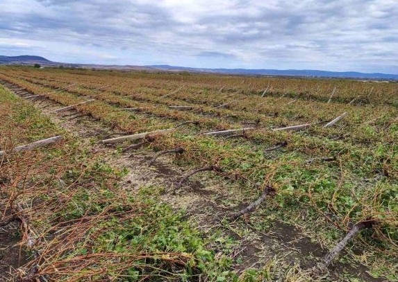 Продължава разчистването на паднали дървета и клони след бурята в